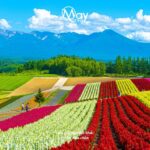 Du Lịch Nhật Bản Mùa Hè: Thời Tiết Lý Tưởng Và Ẩm Thực Đặc Trưng