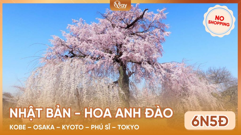 Tour Nhật Bản Hoa Anh Đào 2026: Sắc Hồng Cung Đường Vàng